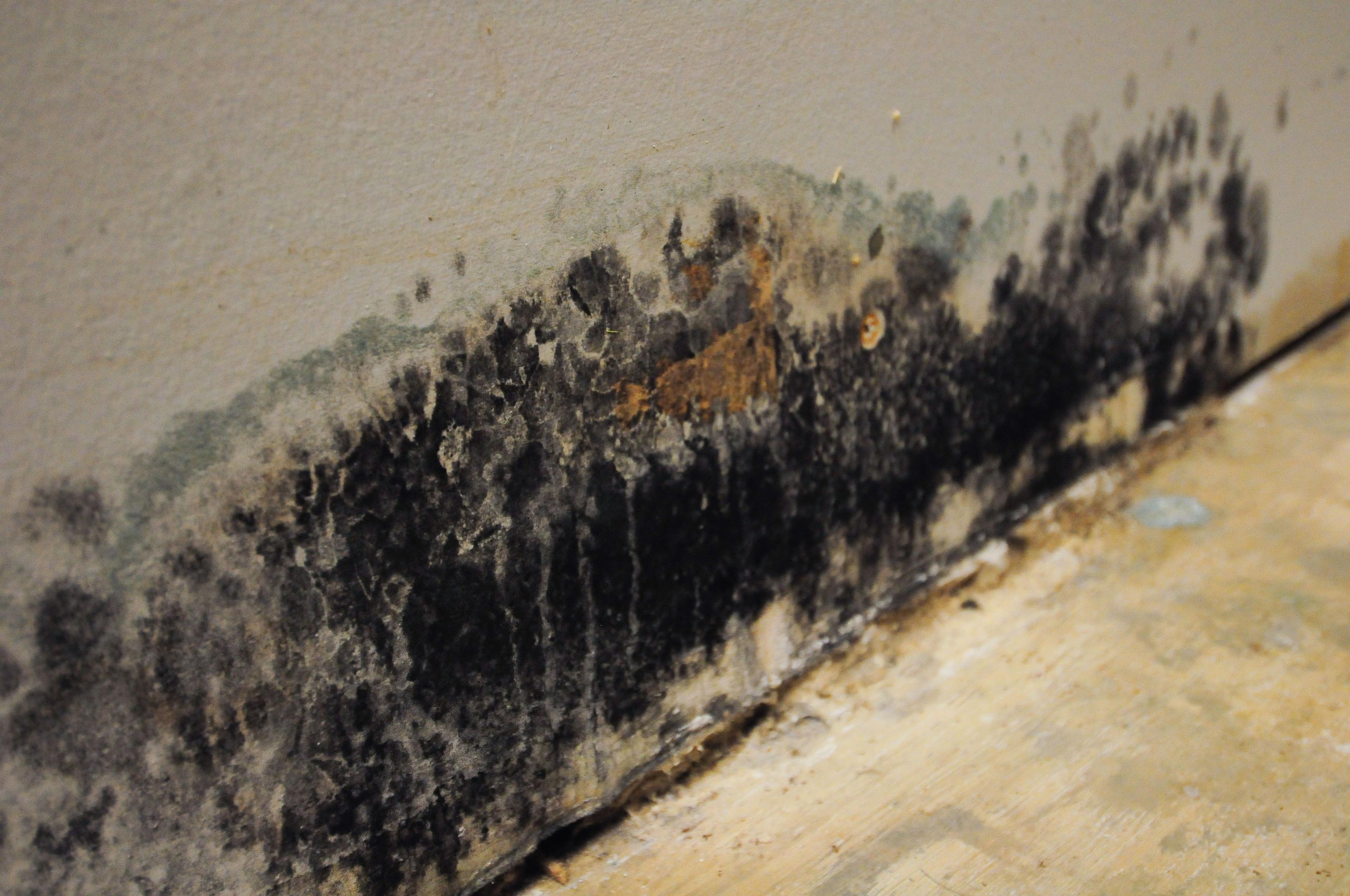 Mold spores on the wall of a Chicagoland home