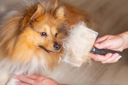 Shedding Dog (1)