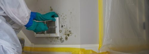 Frequently Asked Questions On Mold Remediation Mold Removal, 57% OFF